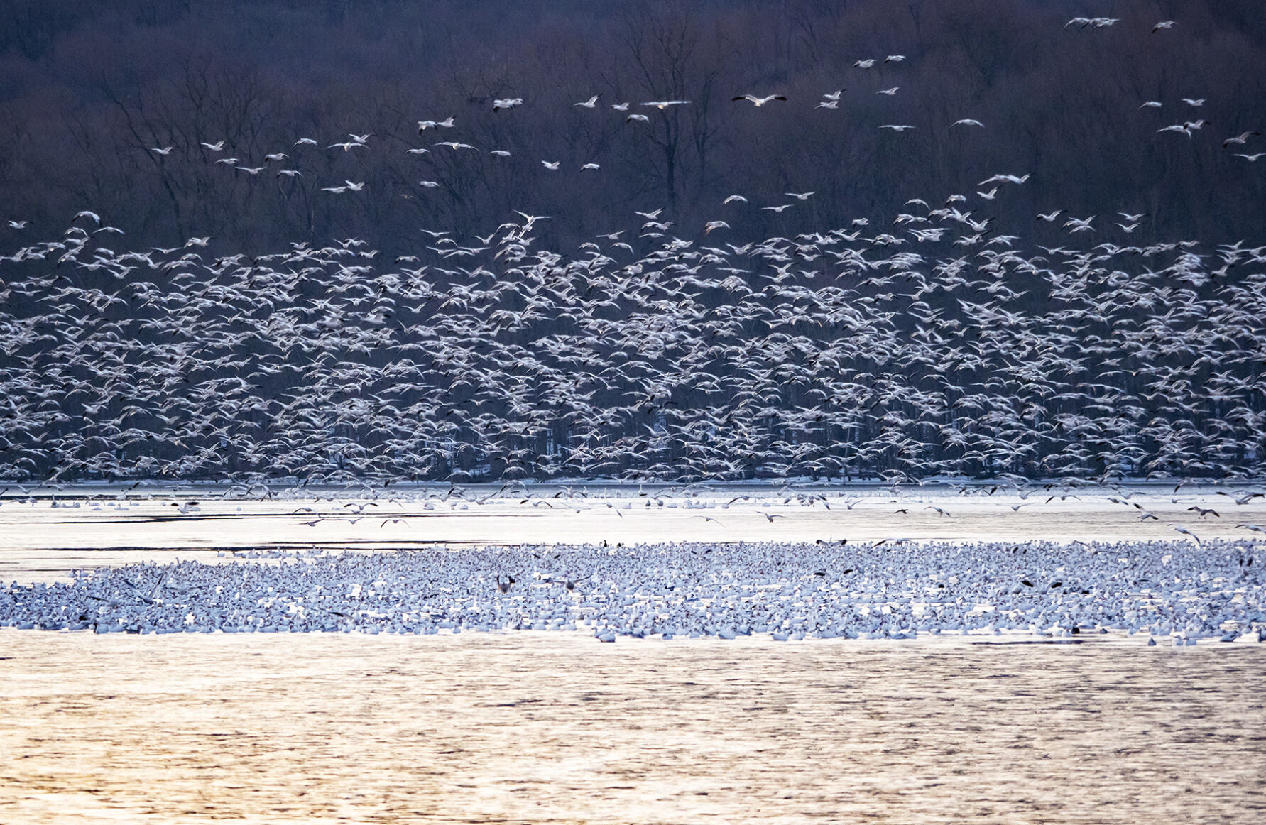 Snow geese takeoff